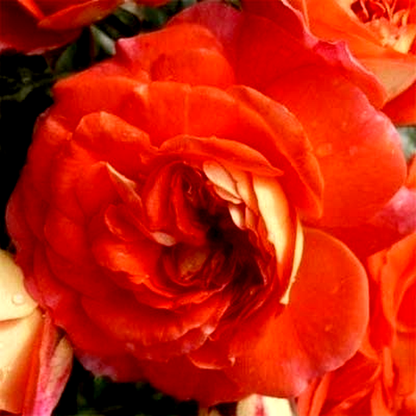 Orange Fairy