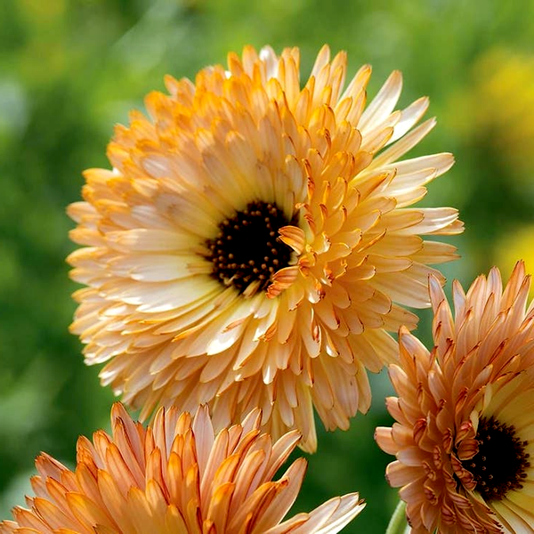 Orange Flash' Calendula Seeds