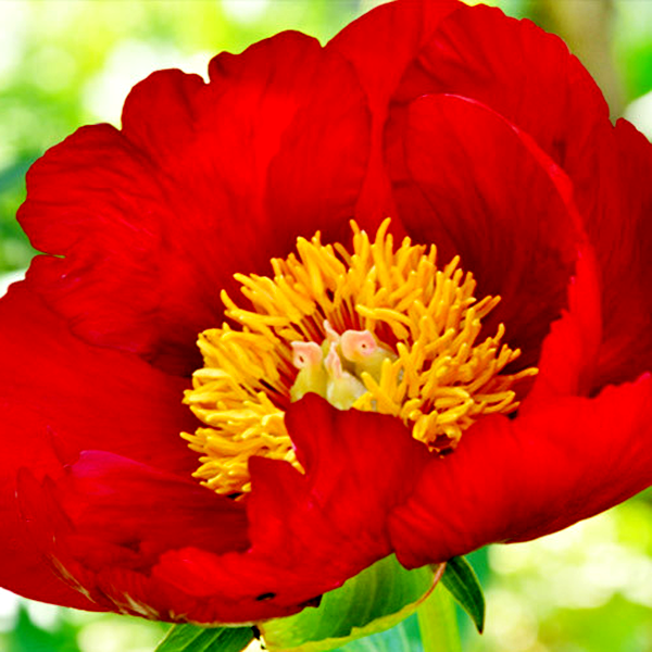 Orange Glory