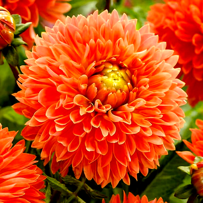 Orange Impact