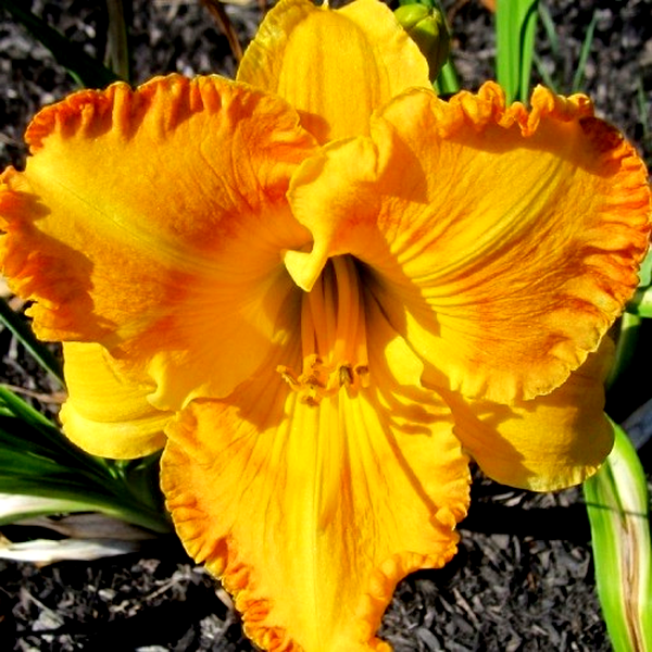 Orange Nassau