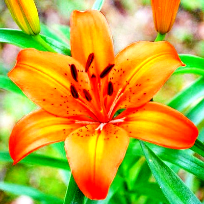 Orange Pixie