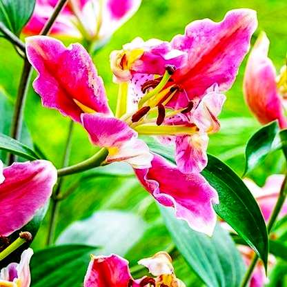 Parrot Pink Cariba