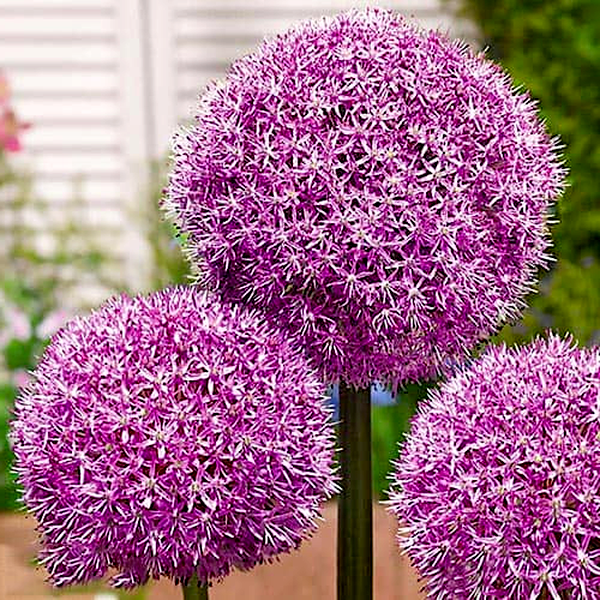 Party Balloons