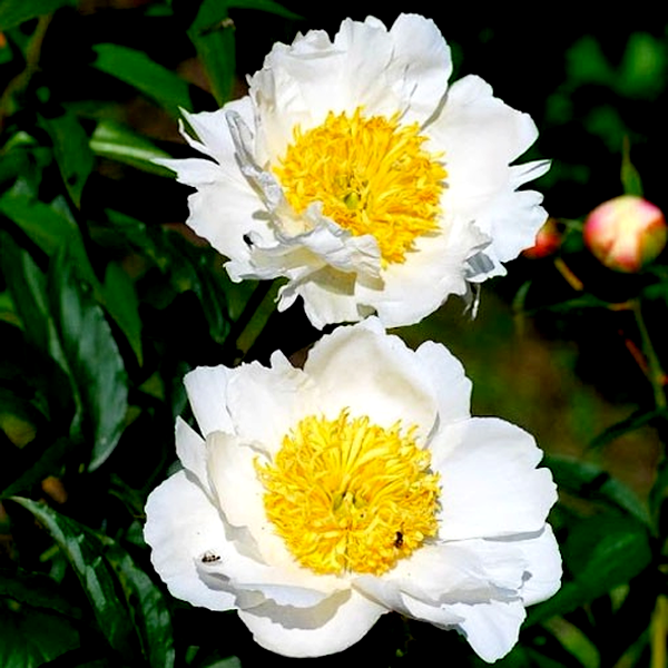 Patio Peony Dublin