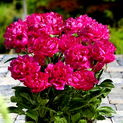 Patio Peony London