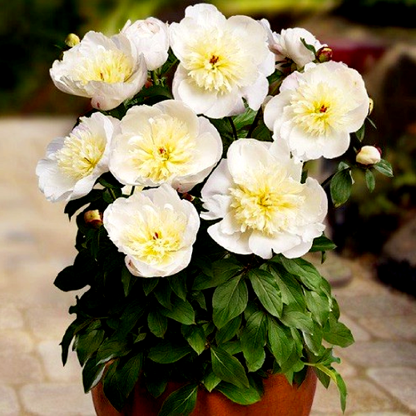 Patio Peony Madrid