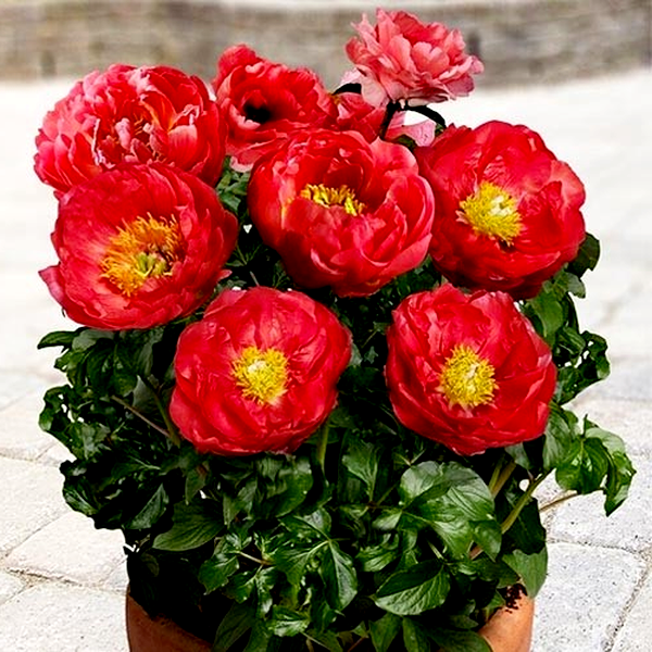 Patio Peony Moscow