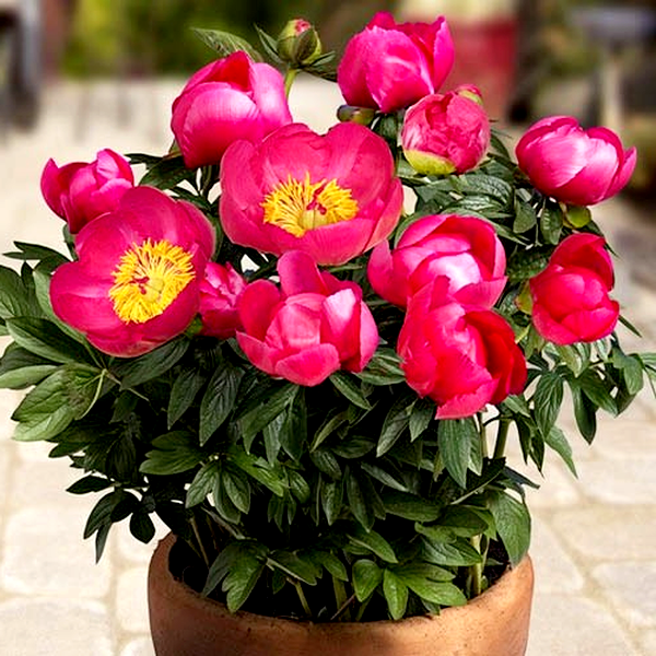 Patio Peony Oslo