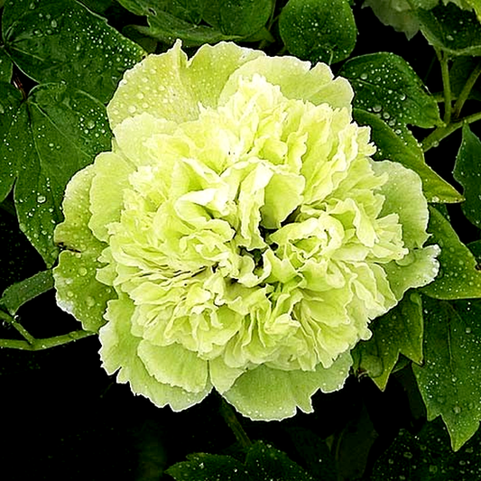Pea Green Dou Lu