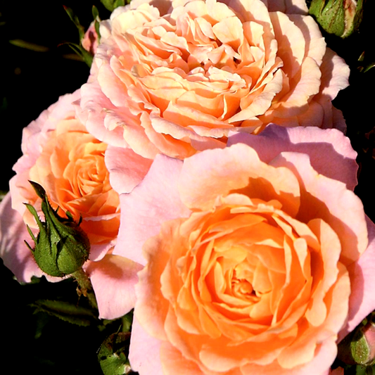 Peach Clementine