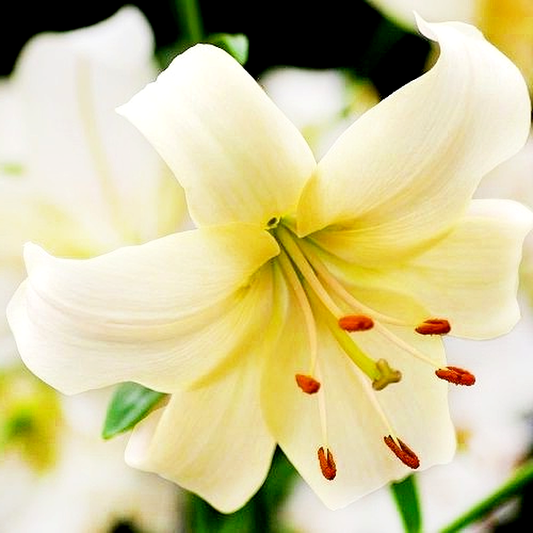 Pearl White