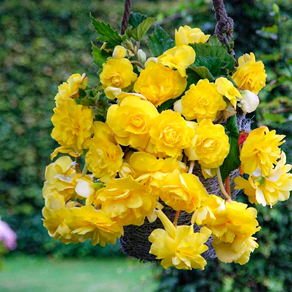 Pendula Cascade Yellow