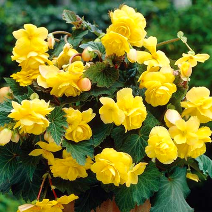 Pendula Yellow