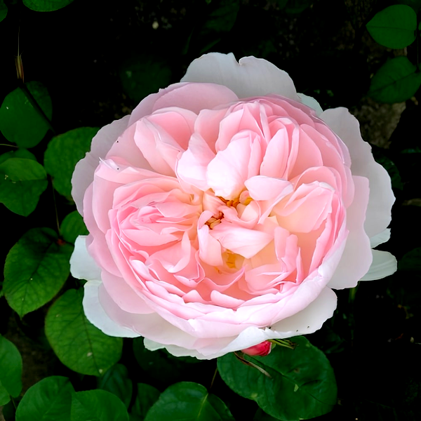 Peony Pink