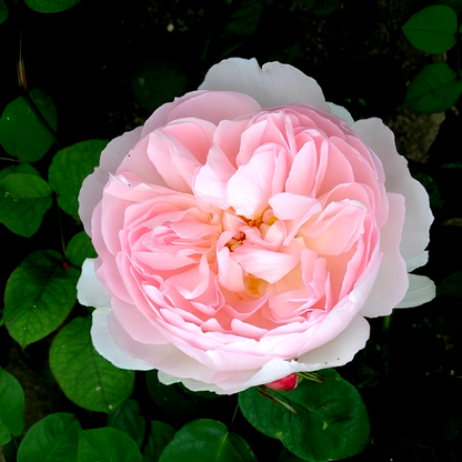 Peony Pink