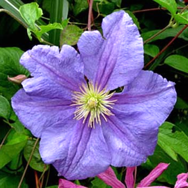 Perle d'Azur