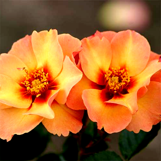 Persian Sun