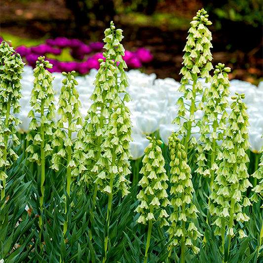 Persica Ivory Bells
