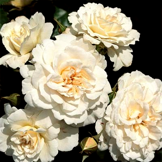 Petticoat