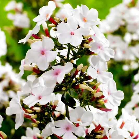 Phlox 'Popeye'