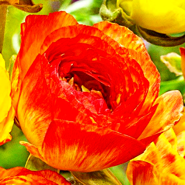 Picotee Orange