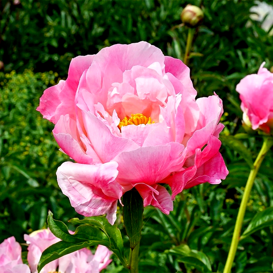 Pink Choice