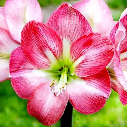 Pink Collor