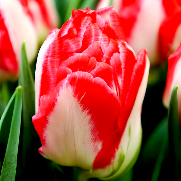 Pink Delight