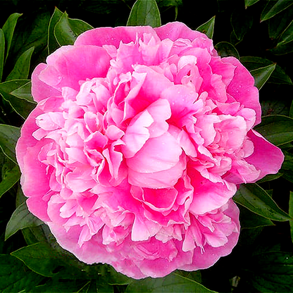 Pink Diamond