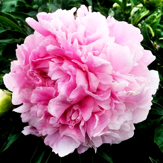 Pink Giant