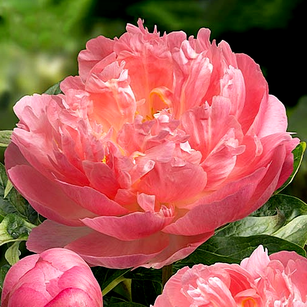 Pink Hawaiian Coral
