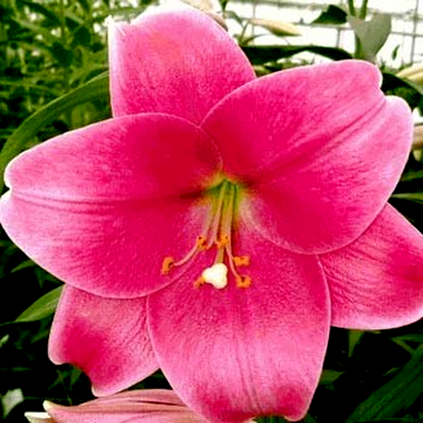 Pink Heaven