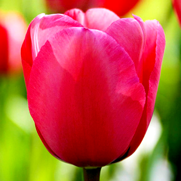 Pink Impression