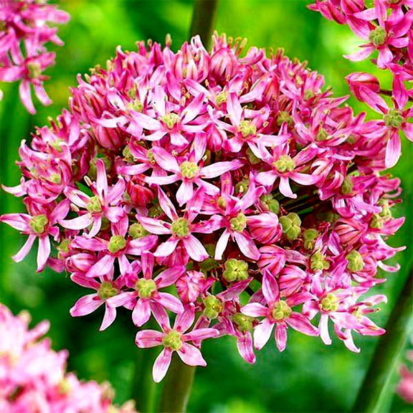 Pink Jewel
