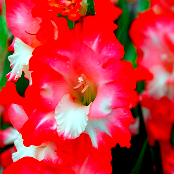 Pink Lady
