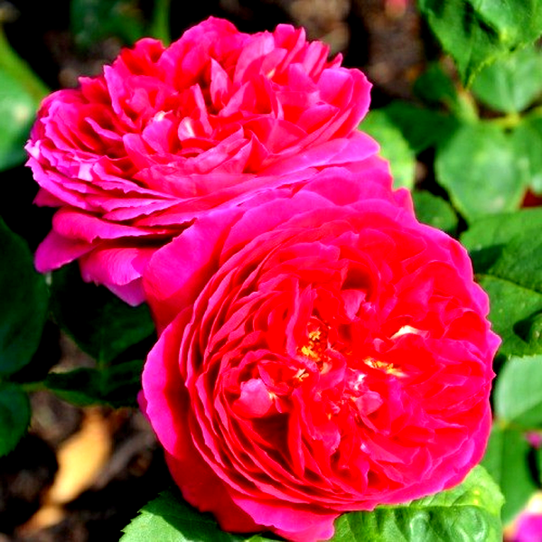 Pink Musimara