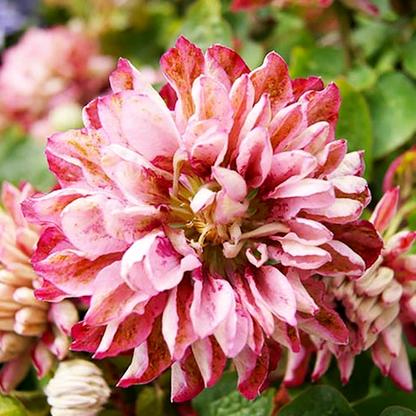 Pink Passion