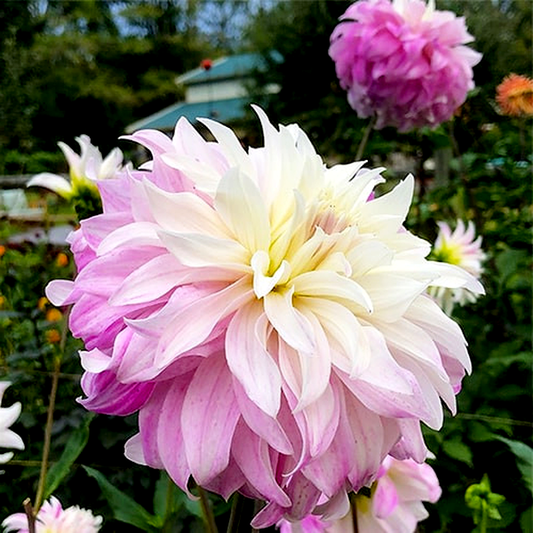 Pink Petticoat