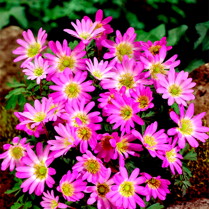 Pink Star