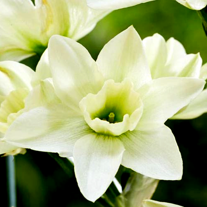 Polar Hunter