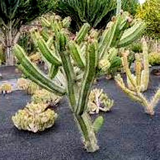 Polaskia chende