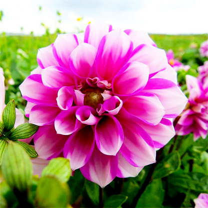 Priceless Pink