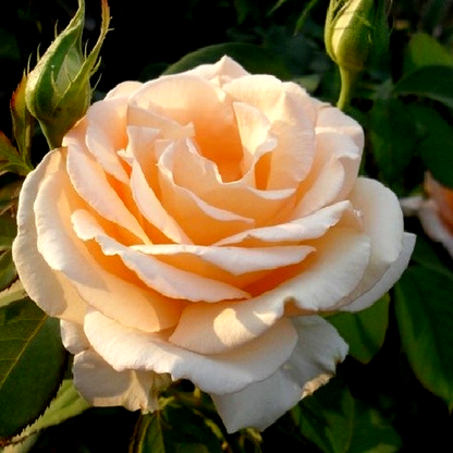 Prima Donna