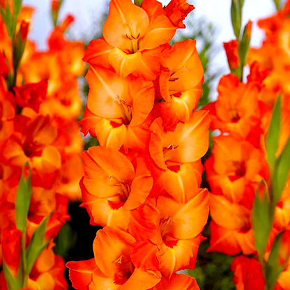 Prince of Orange