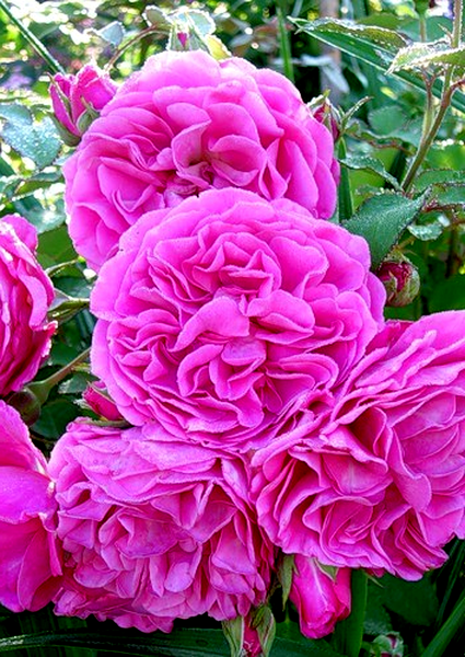 Princess Alexandra