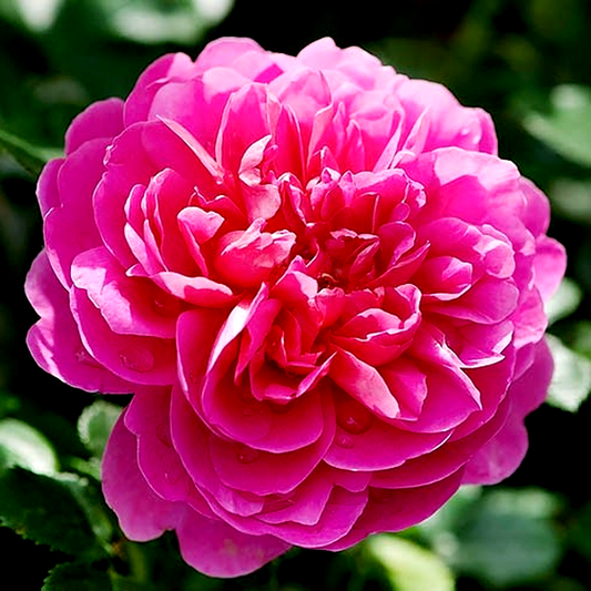 Princess Anne