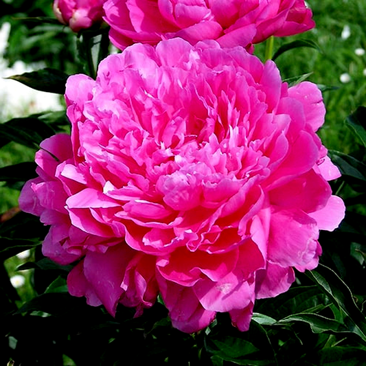 Princess Margareth