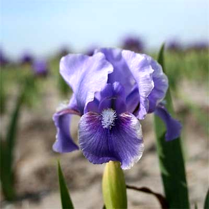 Pumila Banburry Ruffles