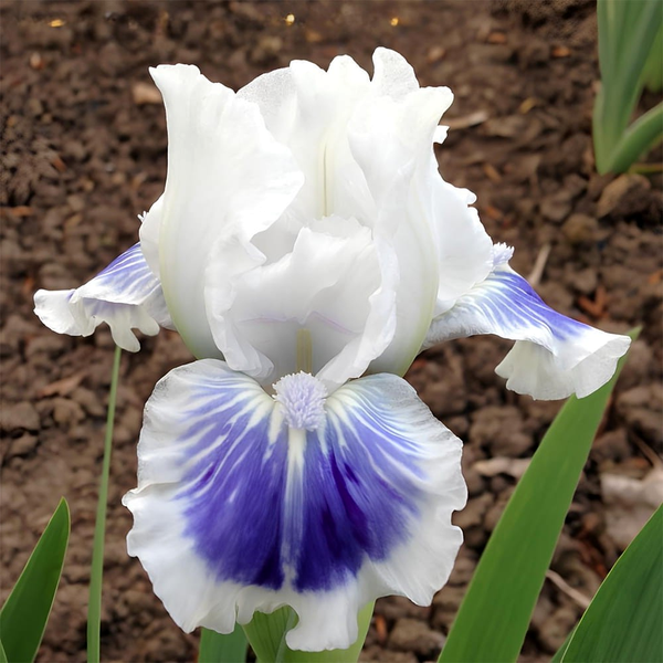 Pumila Big Blue Eyes